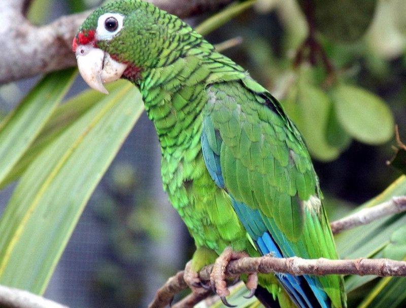 Miles de especies en peligro de extinción por los desastres naturales