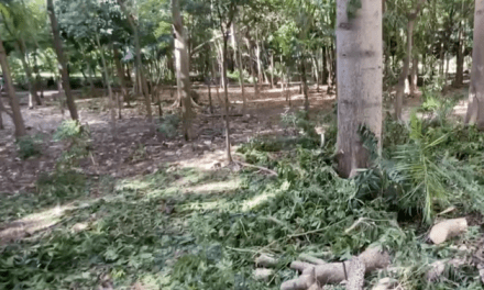 El parque Mirador Sur sufre una devastadora mutilación de 17 árboles