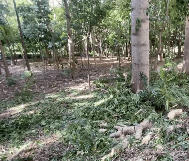 El parque Mirador Sur sufre una devastadora mutilación de 17 árboles