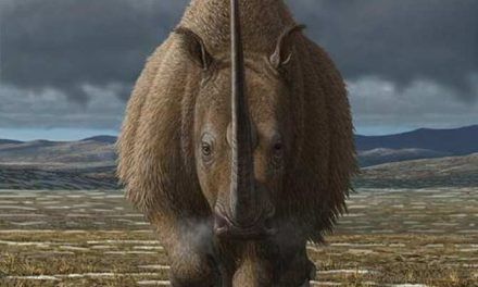 La causa de la extinción del rinoceronte lanudo