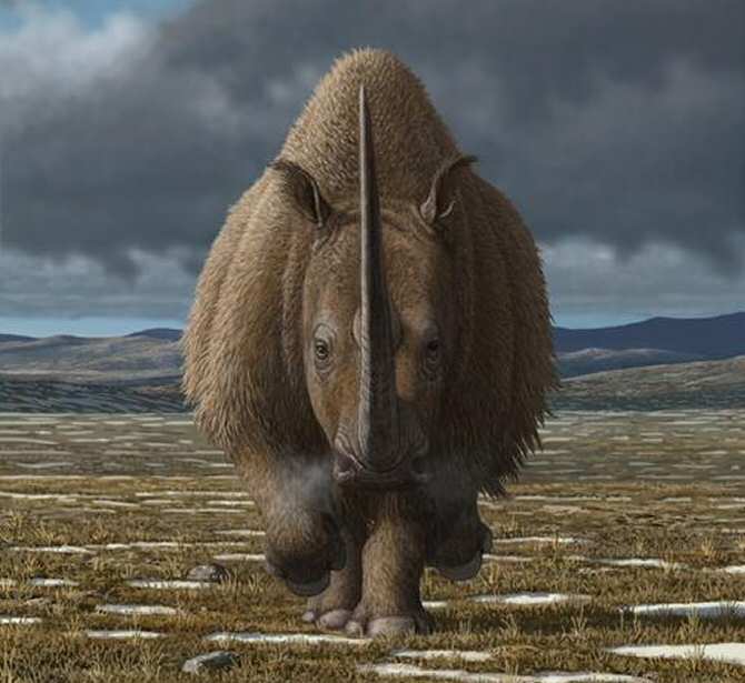 La causa de la extinción del rinoceronte lanudo