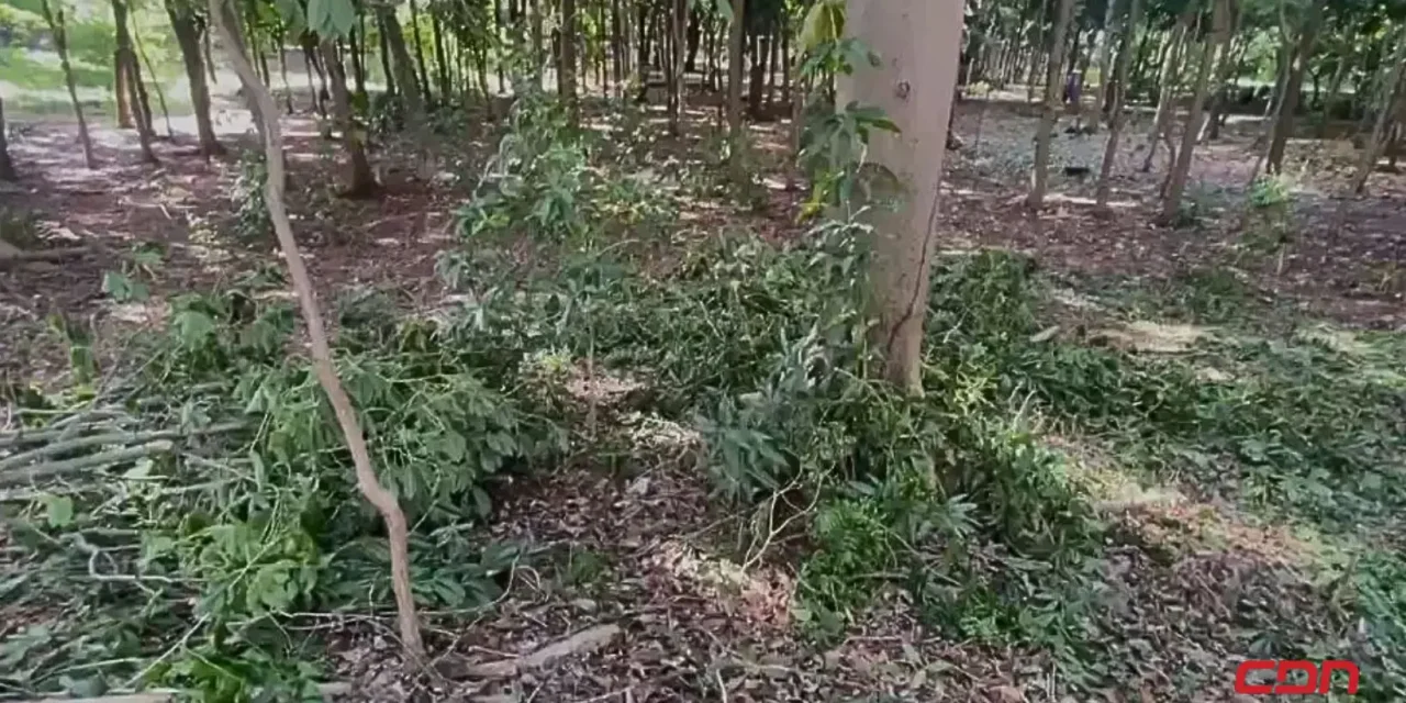 Alcaldía del Distrito Nacional no autorizó tala de árboles en el Mirador Sur
