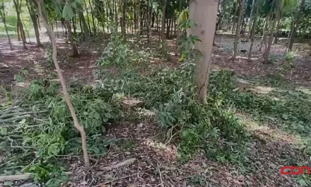 Alcaldía del Distrito Nacional no autorizó tala de árboles en el Mirador Sur