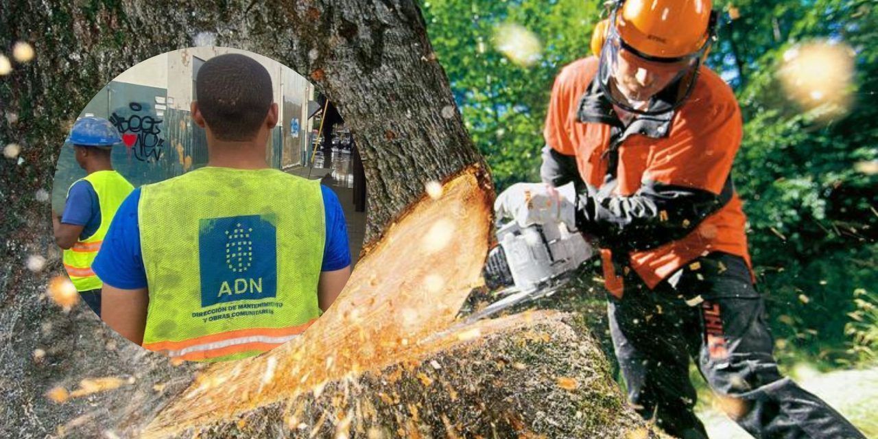Alcaldía DN cancela dos empleados serían responsables mutilación arboles Mirador Sur
