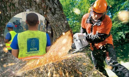 Alcaldía DN cancela dos empleados serían responsables mutilación arboles Mirador Sur