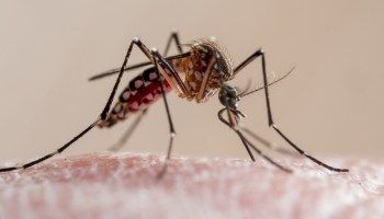 Especialista asegura RD clama y espera vacuna contra el dengue