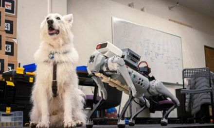¿Robots o perros para guiar a las personas invidentes?