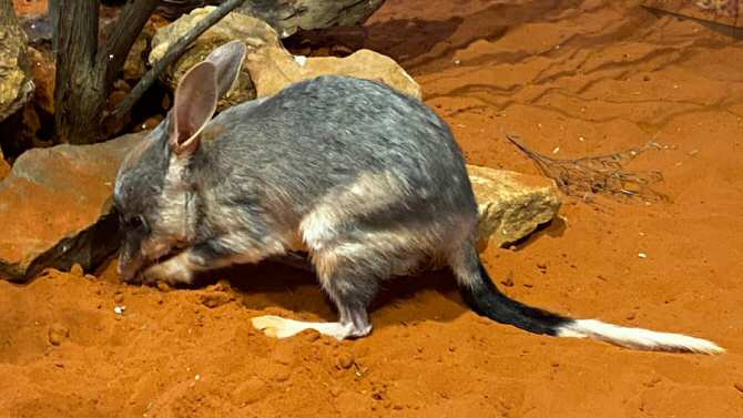 La secuenciación del genoma del bilbi abre nuevas vías para la conservación de la especie