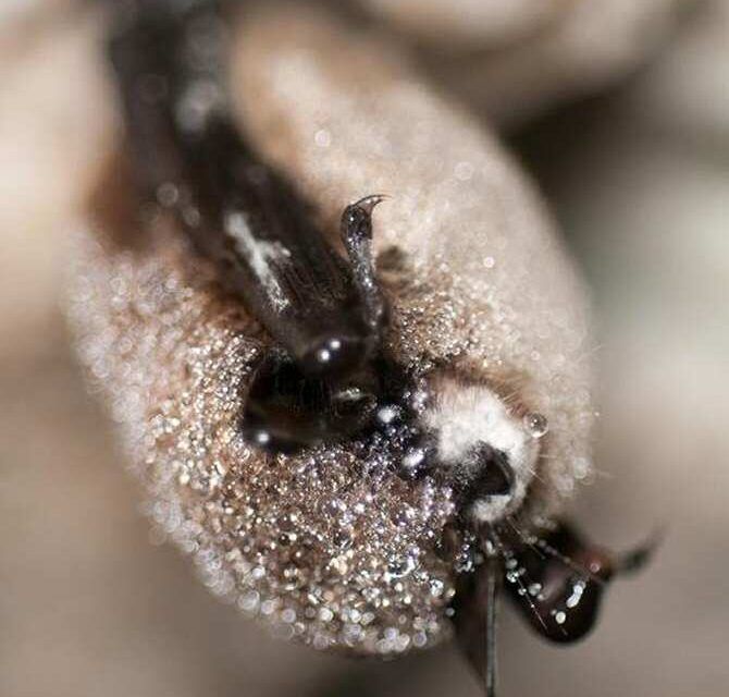 El hongo que está exterminando murciélagos