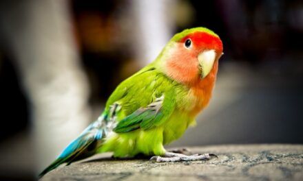 La definición de especie: Un pilar fundamental en la biología