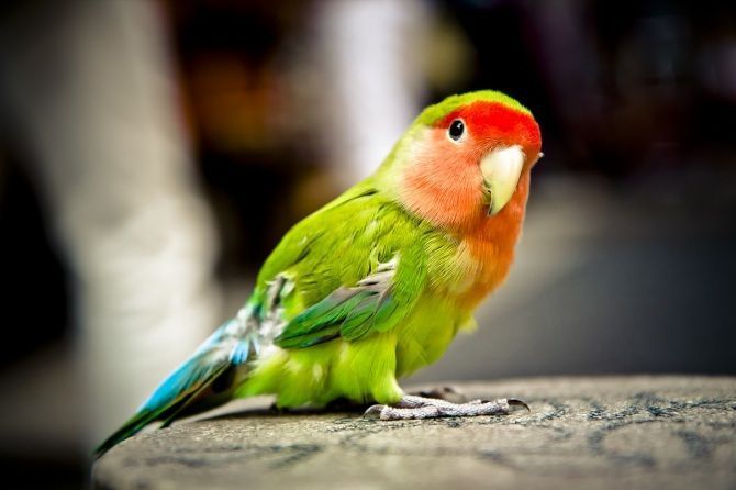 La definición de especie: Un pilar fundamental en la biología