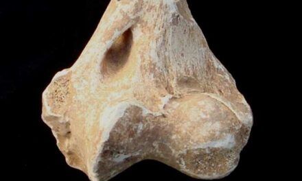 León de las cavernas de hace 145.000 años en el sur de España