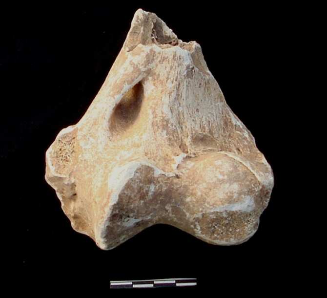 León de las cavernas de hace 145.000 años en el sur de España