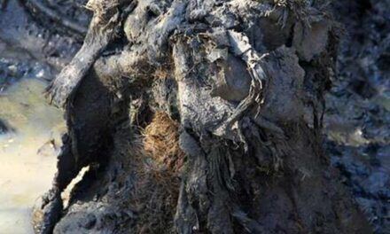 Pie de mamut conservado tras miles de años