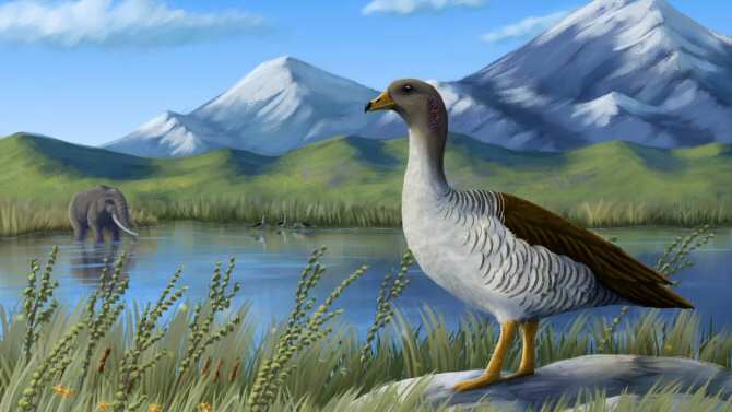 Descubren una nueva especie de ave que vivió durante la era glacial