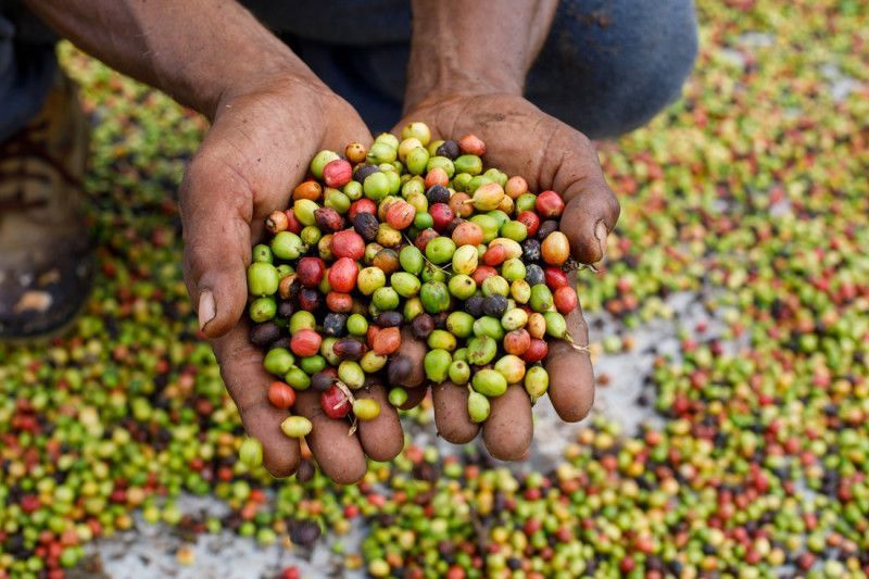 Embrapa y el gran aporte de Brasil a la seguridad alimentaria dominicana