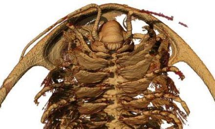 Logran la reconstrucción más detallada de los trilobites de la era Cámbrica