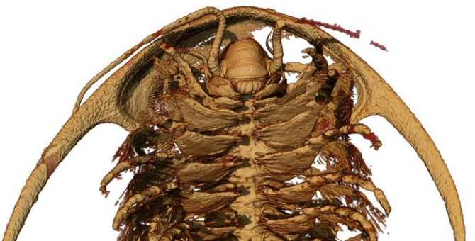 Logran la reconstrucción más detallada de los trilobites de la era Cámbrica