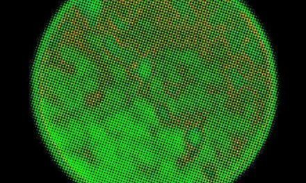Los factores que permiten mutar a un virus de ARN y facilitan su contagio