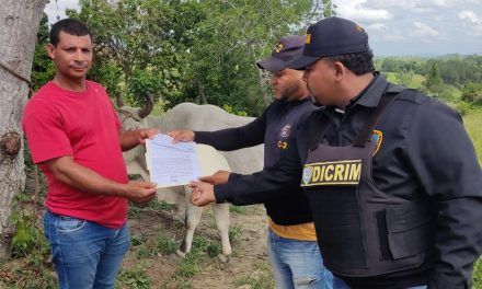 Autoridades entregan toro a ganadero dominicano recuperado en Juana Méndez
