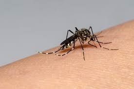 Más de 100 muertos por dengue en Centroamérica y el Caribe, con al menos 200 mil casos