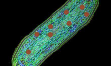 Genes bacterianos «ocultos» que ralentizan la propagación viral en bacterias infectadas