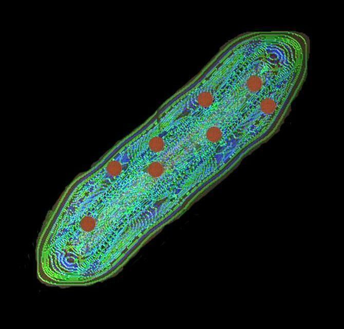Genes bacterianos «ocultos» que ralentizan la propagación viral en bacterias infectadas