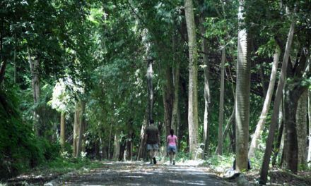 Parque Mirador Norte: Una flora en apuros