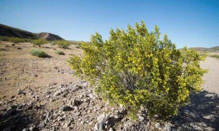 Singularidades de la adaptación de las plantas a climas extremos
