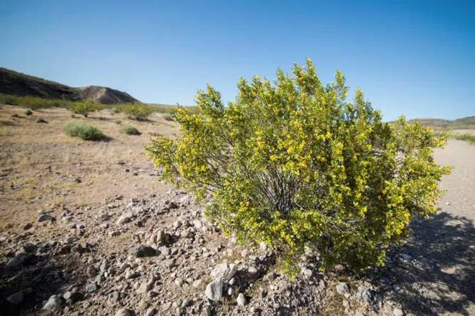 Singularidades de la adaptación de las plantas a climas extremos