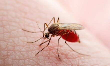 Brote de oropouche y muertes confirmadas por este virus ponen en alerta a Latinoamérica