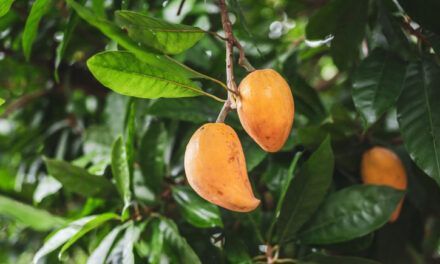 Canistel, una fruta de exótico sabor