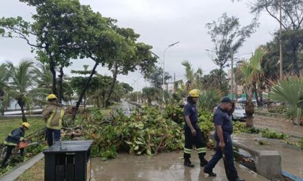 Bomberos y Alcaldía DN retiran árboles caídos y recuperan zonas afectadas por lluvias
