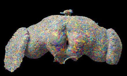 Mapa pionero de todas las neuronas de un cerebro adulto