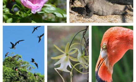 En la COP16, República Dominicana ratifica su compromiso con la biodiversidad