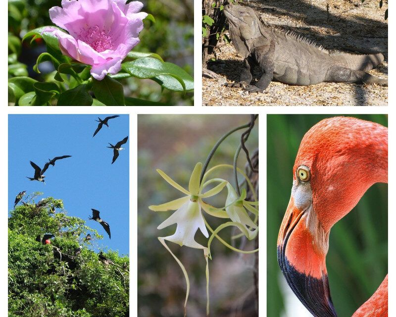 En la COP16, República Dominicana ratifica su compromiso con la biodiversidad