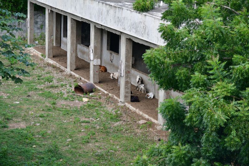 Escuelas de La Caleta son criaderos de vacas y chivos