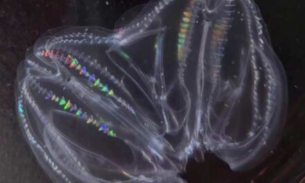 Especie animal en la que dos individuos pueden fusionarse para convertirse en uno solo