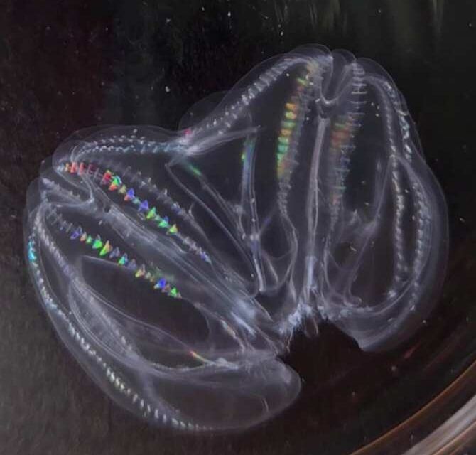Especie animal en la que dos individuos pueden fusionarse para convertirse en uno solo