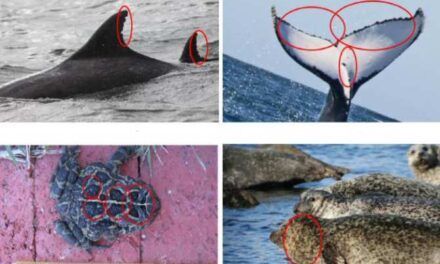 Inteligencia artificial para distinguir entre individuos de otras especies animales