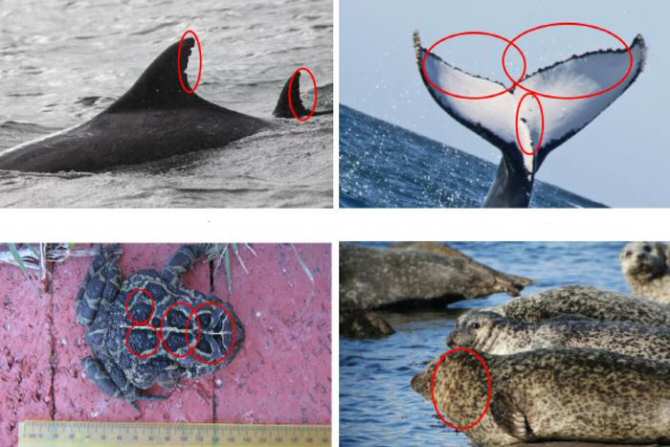 Inteligencia artificial para distinguir entre individuos de otras especies animales