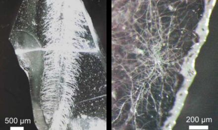 Raíces en vidrio en vez de en tierra: biotecnología para redes microfluídicas