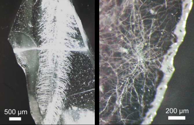 Raíces en vidrio en vez de en tierra: biotecnología para redes microfluídicas