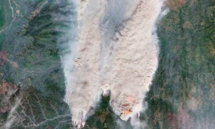 El calor reduce la capacidad de la tierra de absorber carbono