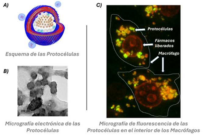 Nueva solución nanotecnológica para frenar la progresión tumoral