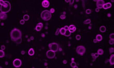 Descubren cómo se crearon las primeras membranas celulares y permitieron la vida