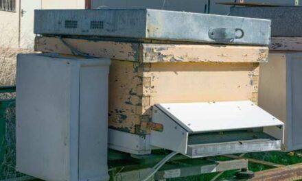 Crean una portería para vigilar las entradas y salidas de abejas en una colmena