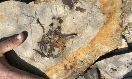 El hallazgo de un renacuajo fósil de hace 165 millones de años aporta pistas sobre la evolución de las ranas
