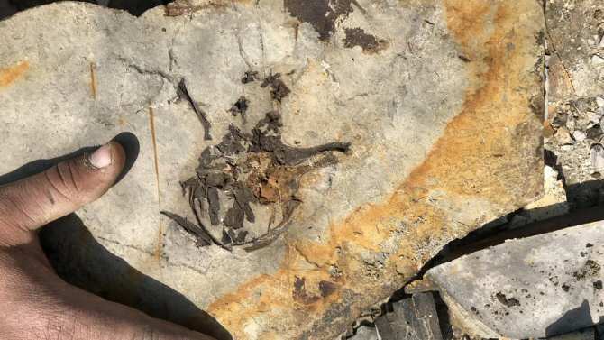 El hallazgo de un renacuajo fósil de hace 165 millones de años aporta pistas sobre la evolución de las ranas