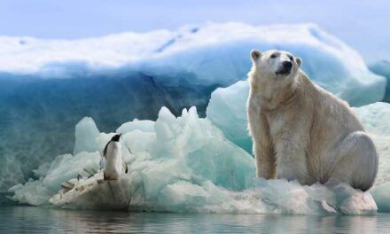El origen de los osos polares: Una historia de adaptación y supervivencia